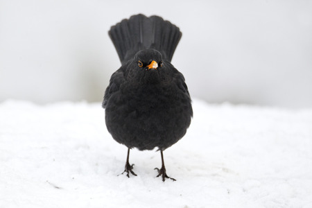 Blackbird, Turdus merula, Single male on snow, West Midlands, December 2010の写真素材