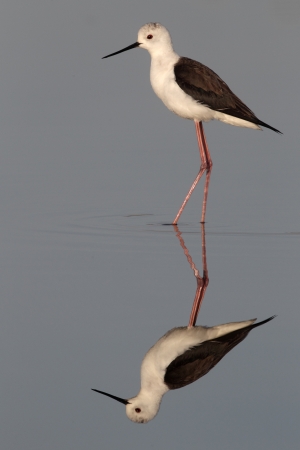 Black-winged stilt, Himantopus himantopus, single bird standing in blue water with deep reflection, Portugalの写真素材