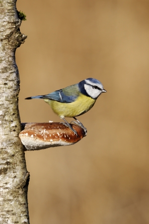 Blue tit, Parus caeruleus, single bird on bracket fungi, Midlands             の写真素材