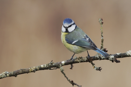 Blue tit, Parus caeruleus, single bird on twig, Midlandsの写真素材