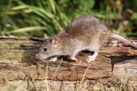 Brown rat, Rattus norvegicus, single animal on log, Midlands, September 2010の写真素材