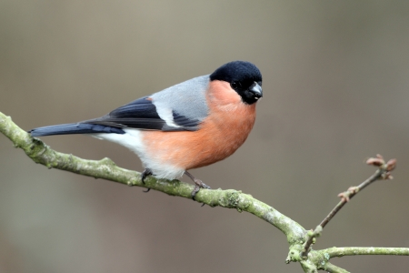 Bullfinch, Pyrrhula pyrrhula, single male on branch, Staffordshireの写真素材