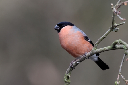 Bullfinch, Pyrrhula pyrrhula, single male on branch, Staffordshire, winter 2010       の写真素材