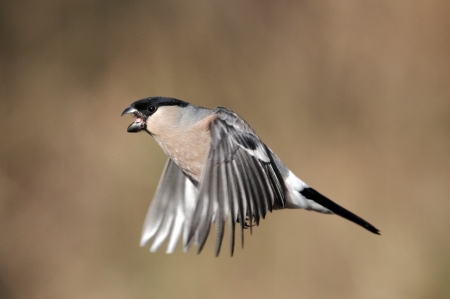 Bullfinch, Pyrrhula pyrrhula, single female in flight, Staffordshire, winter 2010       の写真素材