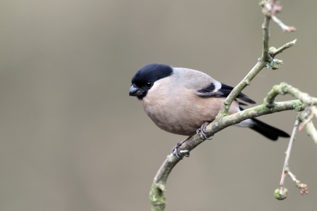 Bullfinch, Pyrrhula pyrrhula, single female on branch, Staffordshire, winter 2010       の写真素材