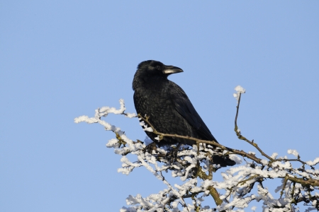 Carion crow, Corvus corone, single bird on frosty tree, Midlandsの写真素材
