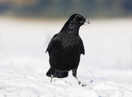 Carion crow, Corvus corone, single bird on snow, Midlandsの写真素材