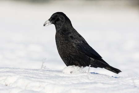 Carion crow, Corvus corone, single bird on snow, Midlandsの写真素材