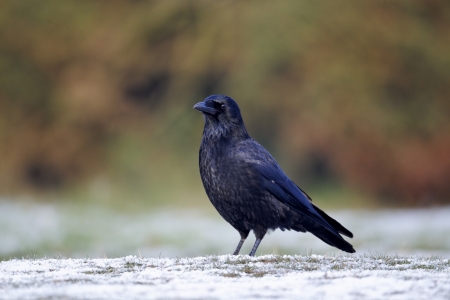Carion crow, Corvus corone, single bird on snow, Midlands, December 2010の写真素材
