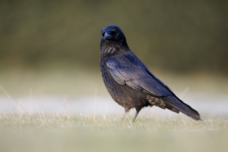Carion crow, Corvus corone, single bird on grass, Midlandsの写真素材