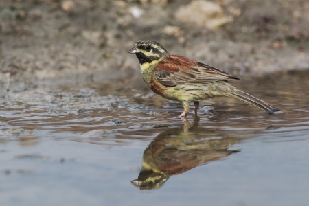 Cirl bunting, Emberiza cirlus, single male at drinking pool,           Bulgaria, May 2010の写真素材