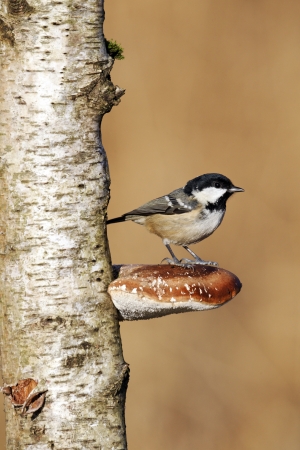 Coal tit, Parus ater, single bird on bracket fungi, Midlandsの写真素材