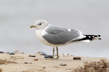Common gull, Larus canus, single bird standing on sand, Norfolk             の写真素材