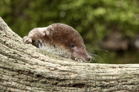 Common shrew, Sorex araneus, single animal head shot, Midlands, August 2010の写真素材