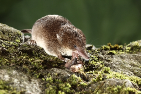 Common shrew, Sorex araneus, single animal eating worm, Midlandsの写真素材