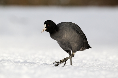 Coot, Fulica atra, single bird standing in snow, West Midlands, December 2010の写真素材