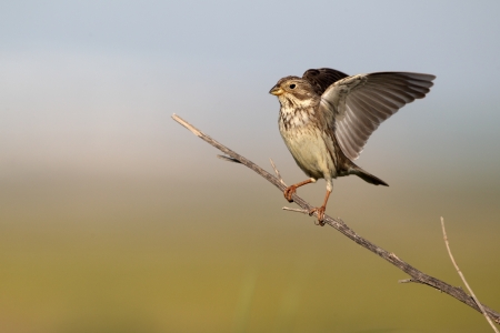 Corn bunting, Emberiza calandra, single bird on branch wing stretching, southern Spain