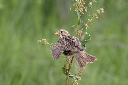 Corn bunting, Emberiza calandra, single bird perched, Bulgariaの写真素材