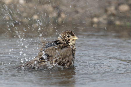 Corn bunting, Emberiza calandra, single bird bathing in pool, Bulgariaの写真素材