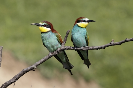 European bee-eater, Merops apiaster, two birds perched on branch, Bulgariaの写真素材