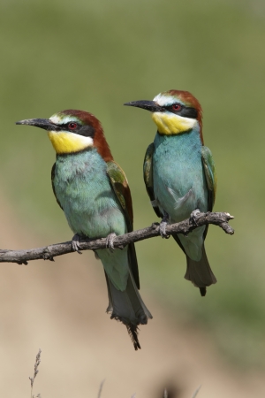 European bee-eater, Merops apiaster, two birds perched on branch, Bulgariaの写真素材