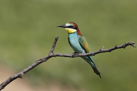European bee-eater, Merops apiaster, single bird perched on branch, Bulgaria, May 2010の写真素材