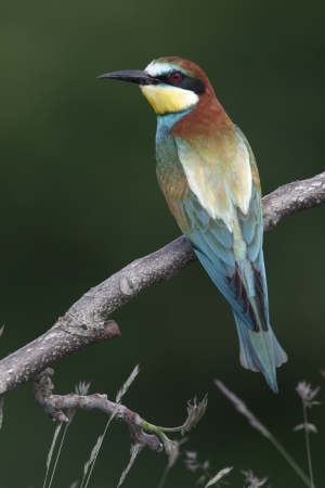 European bee-eater, Merops apiaster, single bird perched on branch, Bulgaria, May 2010の写真素材