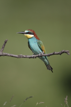 European bee-eater, Merops apiaster, single bird perched on branch, Bulgaria, May 2010の写真素材