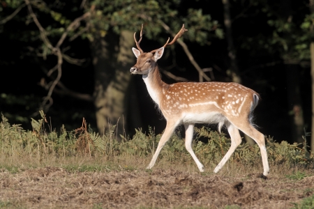 Fallow deer, Dama dama, single male on grass, Kentの写真素材