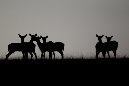 Fallow deer, Dama dama, group silhouetted on skyline, Kentの写真素材