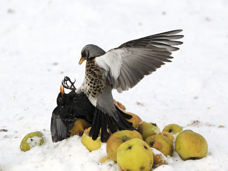 Fieldfare, Turdus pilaris, fighting with male blackbird over apples in snow, West Midlandsの写真素材