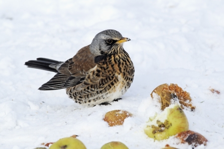 Fieldfare, Turdus pilaris, single bird on apples in snow,  West Midlandsの写真素材