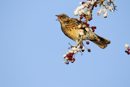 Fieldfare, Turdus pilaris, single bird feeding on hawthorn berries in heavy frost, Midlandsの写真素材