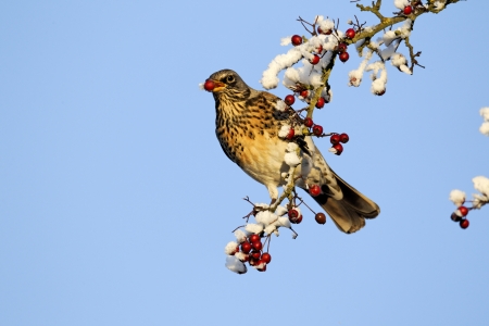 Fieldfare, Turdus pilaris, single bird feeding on hawthorn berries in heavy frost, Midlands, December 2010の写真素材