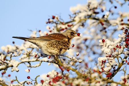 Fieldfare, Turdus pilaris, single bird feeding on hawthorn berries in heavy frost, Midlands, December 2010の写真素材