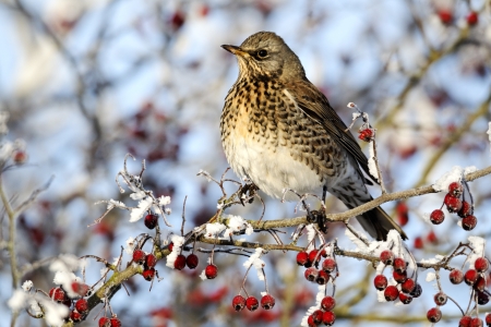 Fieldfare, Turdus pilaris, single bird feeding on hawthorn berries in heavy frost, Midlandsの写真素材