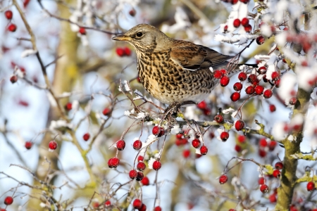 Fieldfare, Turdus pilaris, single bird feeding on hawthorn berries in heavy frost, Midlandsの写真素材