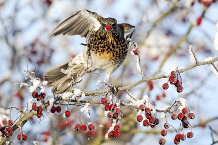 Fieldfare, Turdus pilaris, single bird feeding on hawthorn berries in heavy frost, Midlandsの写真素材