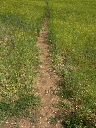 Public footpath crossing a field in Warwickshire, June 2010の写真素材