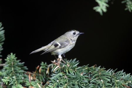 Goldcrest, Regulus regulus, single bird in spruce tree, Warwickshire      の写真素材