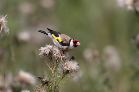 Goldfinch, Carduelis carduelis, single bird on thistleの写真素材