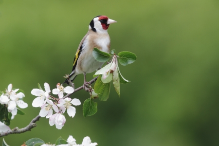 Goldfinch, Carduelis carduelis, single bird on blossom, Midlands, May 2010の写真素材