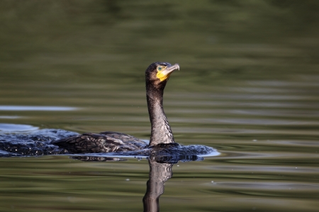 Cormorant, Phalacrocorax carbo, single bird swimming on water, Midlands, September 2010           の写真素材