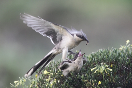 Great-spotted cuckoo, Clamator glandarius, Two birds on a bush mating, Portugal    の写真素材