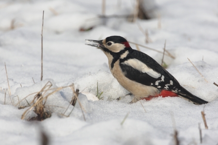 Great-spotted woodpecker, Dendrocopos major, single male in snow, West Midlands       の写真素材