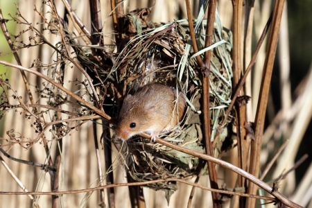Harvest mouse, Micromys minutus, single mouse at a nest in reeds, captiveの写真素材