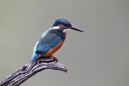 Kingfisher, Alcedo atthis, single bird perched, October 2010の写真素材