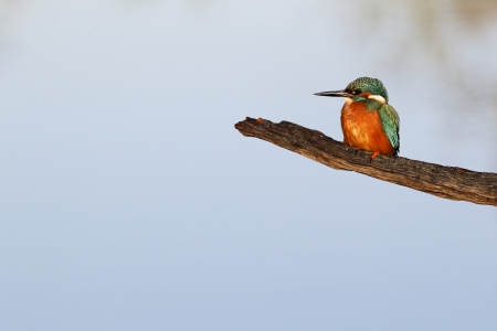 Kingfisher, Alcedo atthis, single bird on a branch, Midlands       の写真素材