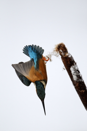 Kingfisher, Alcedo atthis, Single bird diving from reed head, Midlands, December 2010の写真素材