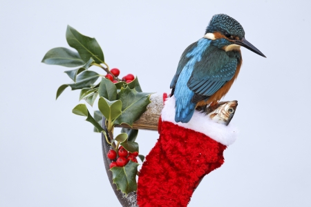 Kingfisher, Alcedo atthis, Single bird on Xmas stocking, Midlands, December 2010の写真素材